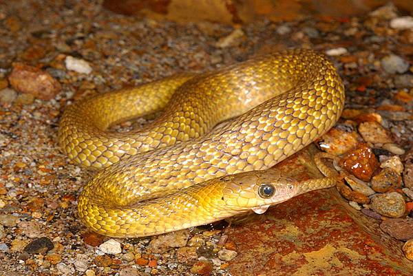 黃化的草花蛇(Xenochrophis piscator)