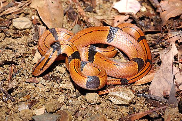 紅竹蛇(Elaphe porphyracea nigrofasciata)幼蛇