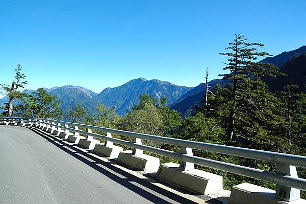 竟然就在路邊唾手可得!!