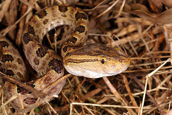 龜殼花(Trimeresurus mucrosquamatus)