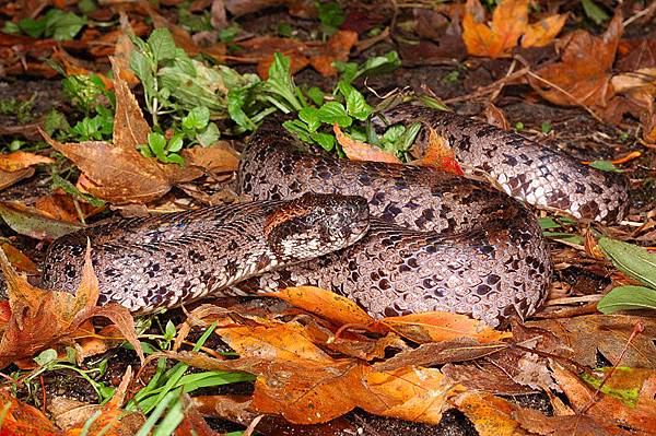 個性兇猛的阿里山龜殼花
