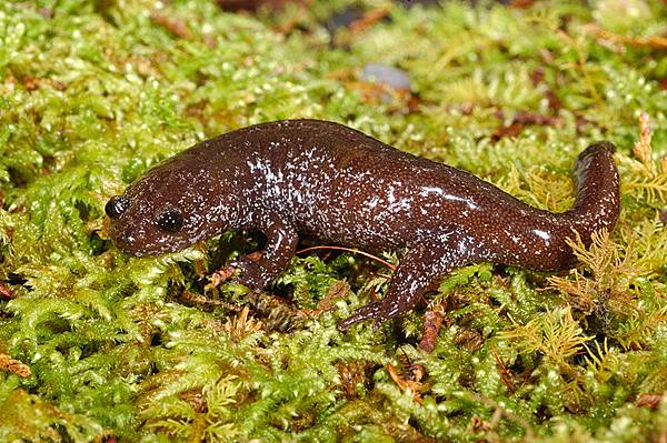 觀霧山椒魚(Hynobius fuca)
