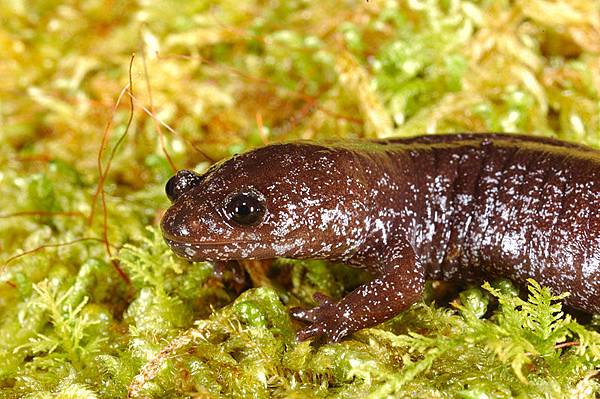 真是個黑黑胖胖的傢伙啊~