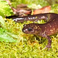 台灣山椒魚(Hynobius formosanus)