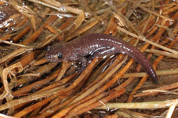 眼睛沾到泥土了XD