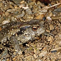 盤古蟾蜍(Bufo bankorensis)