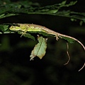 晚上在睡覺的黃口攀蜥(Japalura polygonata xanthostoma)