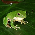 莫氏樹蛙(Rhacophorus moltrechti)