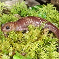 台灣山椒魚(Hynobius formosanus)