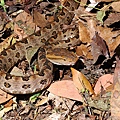 龜殼花(Protobothrops mucrosquamatus)