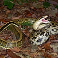 黑眉錦蛇(Orthriophis taeniura friesi)