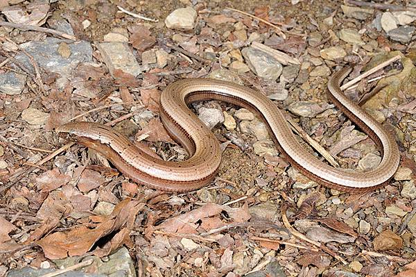 蛇蜥(Ophisaurus harti)亞成體