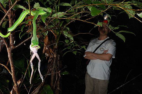 赤尾青竹絲捕食翡翠樹蛙(Rhacophorus smaragdinus)