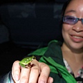 中國樹蟾(Hyla chinensis)和小少