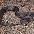 發現了一條超黑的菊池氏龜殼花(Trimeresurus gracilis)