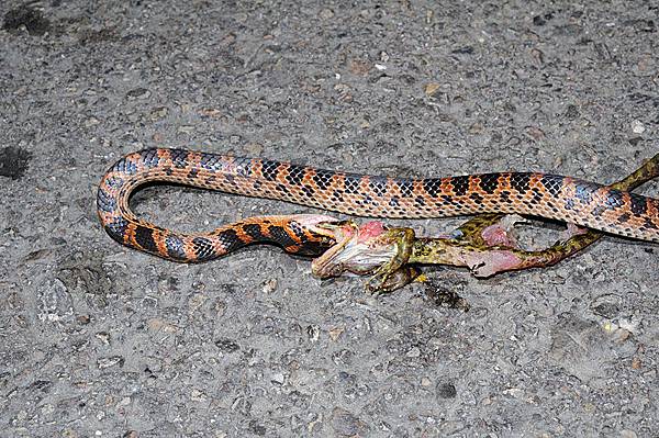 紅斑蛇(Dinodon rufozonatum rufozonatum)試圖吞食已遭車輛輾斃的斯文豪氏赤蛙(Odorrana swinhoana)