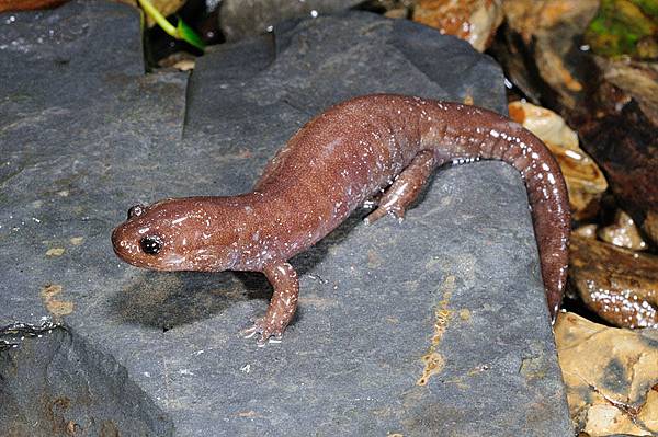 觀霧山椒魚(Hynobius fuca)