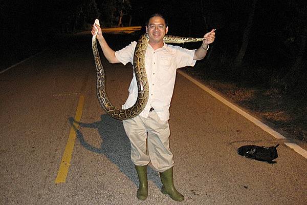 我們親手抓到〝野生的〞緬甸蟒了!!