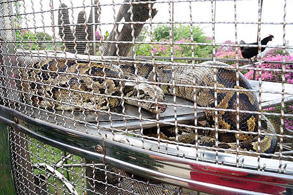 這條緬甸蟒就是上個月吃掉小羊上新聞的主角...