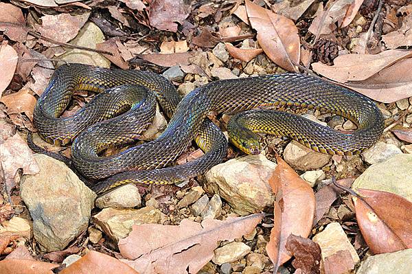 台灣標蛇(Achalinus formosanus formosanus)