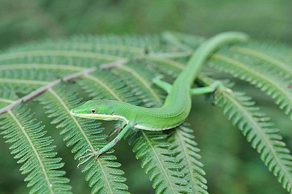 梭德氏草蜥(Takydromus sauteri)也來湊一腳~