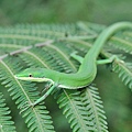 梭德氏草蜥(Takydromus sauteri)也來湊一腳~