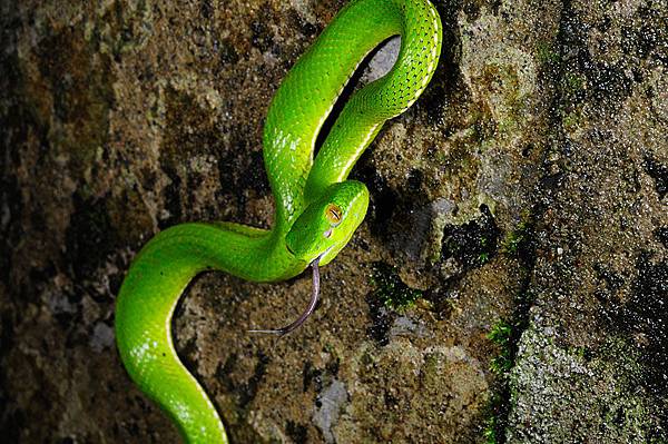 赤尾青竹絲(Viridovipera stejnegeri stejnegeri)