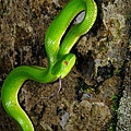 赤尾青竹絲(Viridovipera stejnegeri stejnegeri)