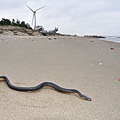 黑背海蛇(Pelamis platurus)