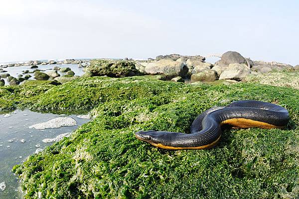 黑背海蛇帶景魚眼照