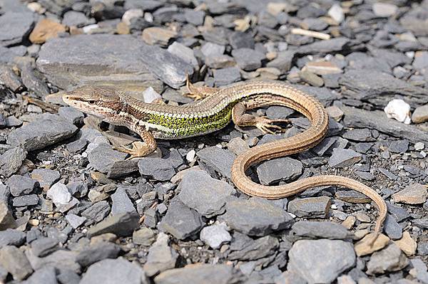 中部採集歡樂行 雪山草蜥 Takydromus Hsuehshanensis Chungweiyou的相簿 痞客邦 中部採集歡樂行 雪山草蜥 Takydromus Hsuehshanensis Chungweiyou的相簿 痞客邦