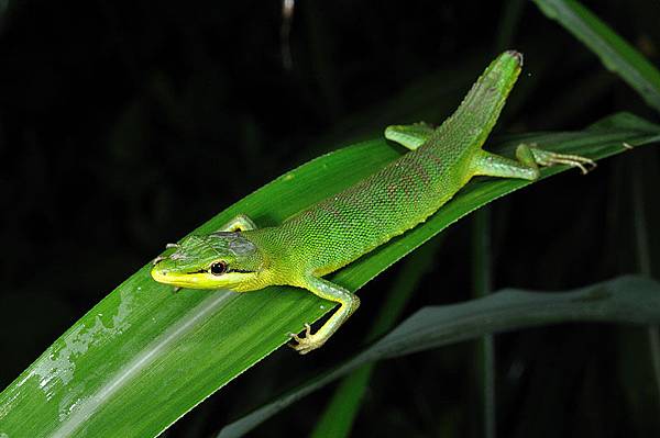 先島草蜥(先島金蛇，Takydromus dorsalis)