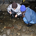 觀察日本大山椒魚