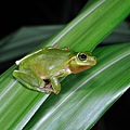 哈氏樹蟾(Hyla hallowellii)