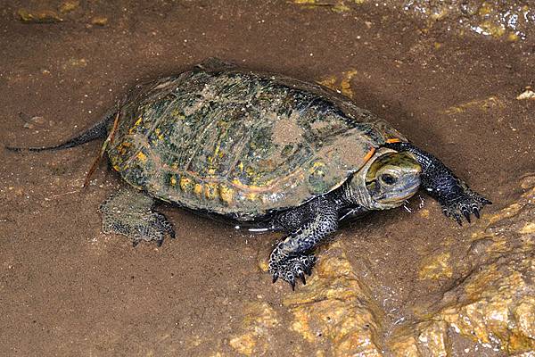 日本石龜(Mauremys japonica)