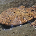 日本大山椒魚