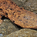 日本大山椒魚