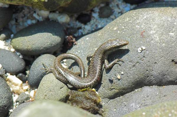沿岸岛蜥(emoia atrocostata)