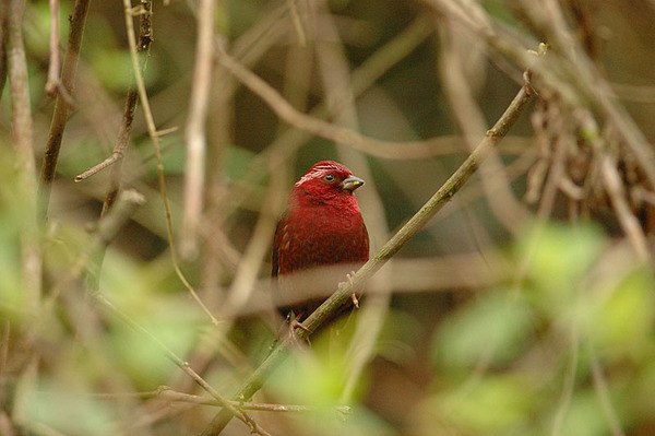 酒紅朱雀雄鳥