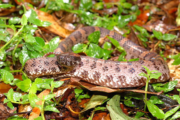 阿里山龜殼花(Trimeresurus makazayazaya)