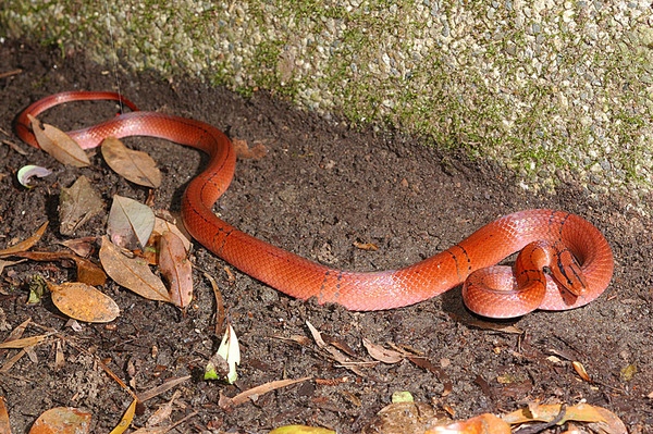 紅竹蛇(Elaphe porphyracea nigrofasciata)