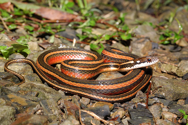 金絲蛇(Amphiesma miyajimae)