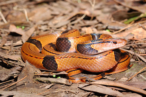 紅竹蛇(Elaphe porphyracea nigrofasciata)