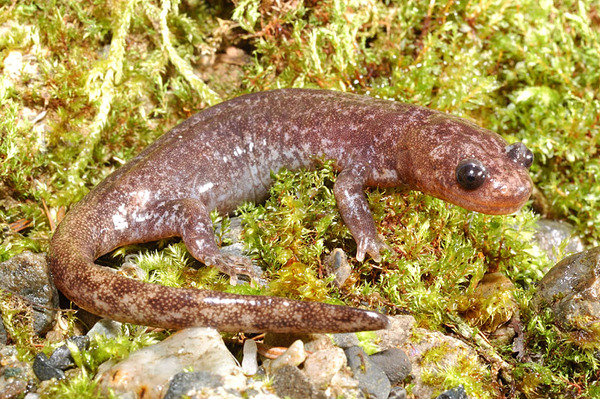 楚南氏山椒魚(Hynobius sonani)