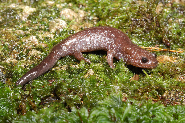 觀霧山椒魚 Hynobius Fuca 四海游龍的塗鴉板 痞客邦 觀霧山椒魚 Hynobius Fuca 四海游龍的塗鴉板 痞客邦