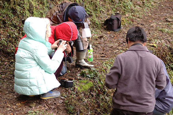 正在拍攝觀霧山椒魚