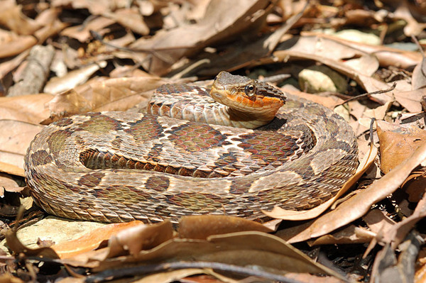 擬龜殼花(Macropisthodon rudis rudis)