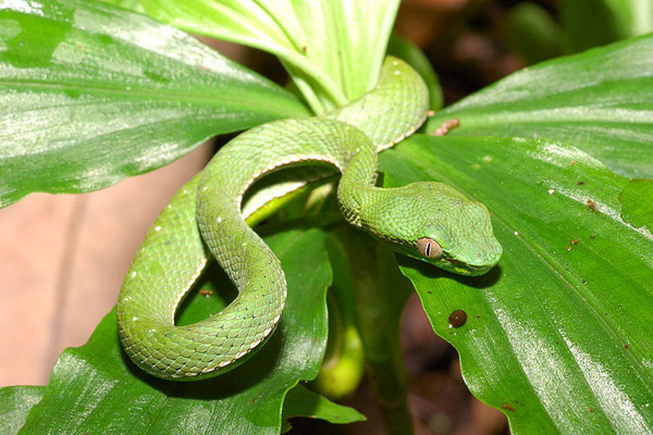 赤尾青竹絲(Trimeresurus stejnegeri stejnegeri)的幼蛇