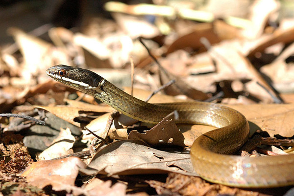 黑頭蛇(Sibynophis chinensis chinensis)