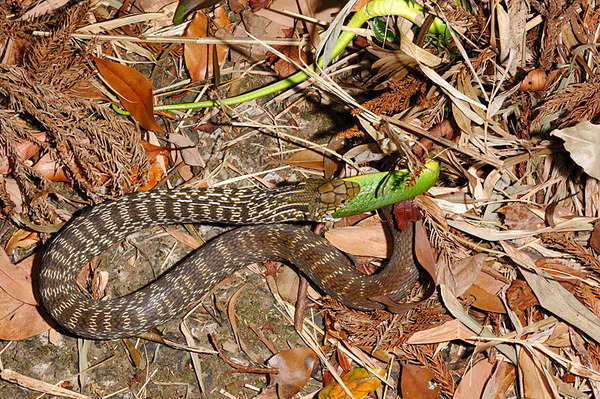 臭青公(Elaphe carinata carinata)吃青蛇(Cyclophiops major)